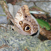 Pale Owl-Butterfly