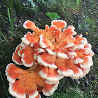 Chicken of the woods