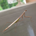 Praying Mantis