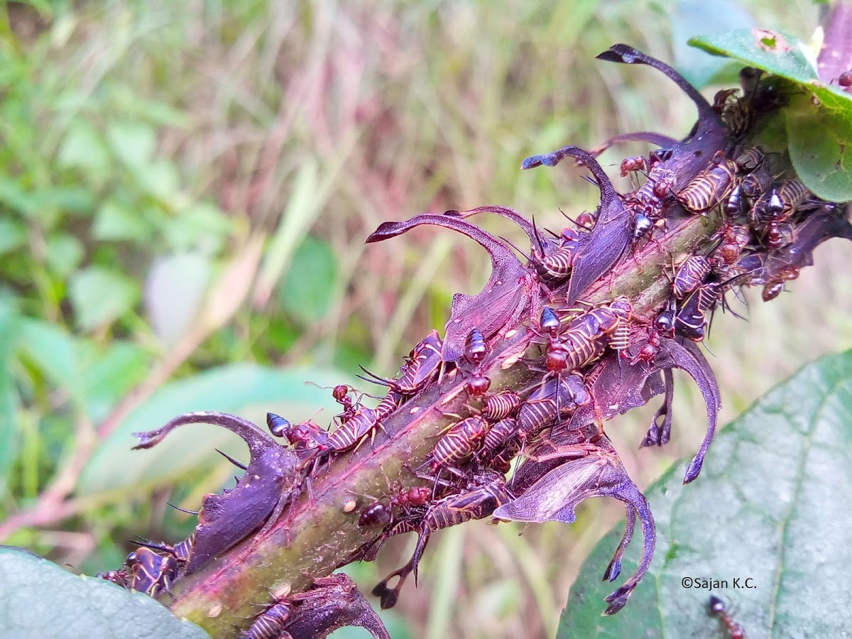 Treehoppers