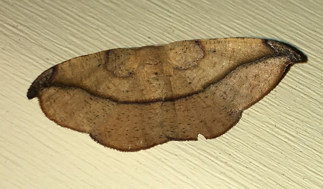 Juniper-twig Geometer Moth