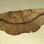 Juniper-twig Geometer Moth