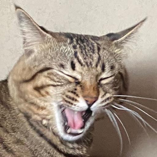 いのちゃんのプロフィール画像