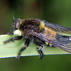 Robber fly