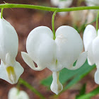 White bleeding heart