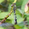 Slender Skimmer