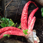 Octopus stinkhorn