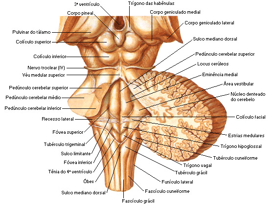 anatomia do tronco encefálico. Fonte: NETTER, Frank H.