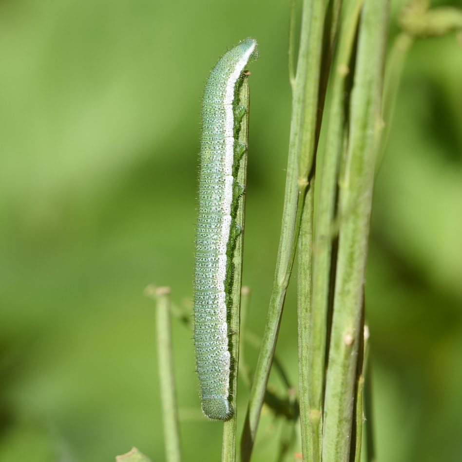 rups van oranjetipje - Anthocharis cardamines