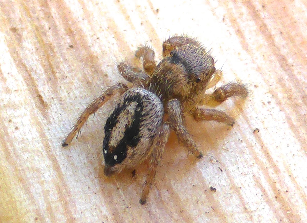 Jumping Spider ♀