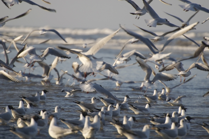 Seagulls take off di William Grossi