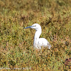 Little Egret