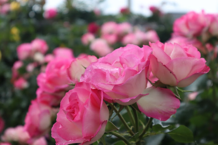 ロードスターの薔薇とコラボ・コロナウイルスに負けるな・医療従事者にエールを❗️・two-kに関するカスタム事例の投稿画像4枚目