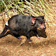 入園料が野生動物の保護のための寄付になる、オーストラリア・タスマニア島にある「ボノロング野生動物保護区」