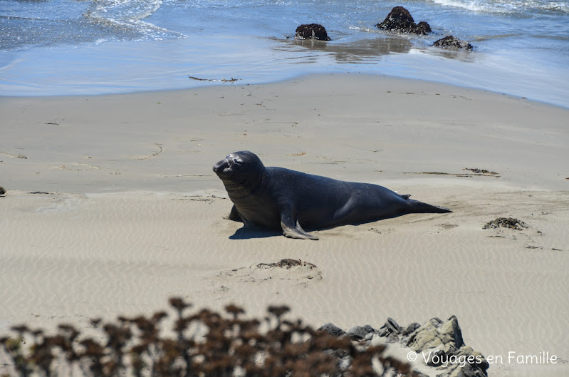 Phoques, hwy 1 - elephant seal viewing point