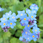 Forget-me-nots