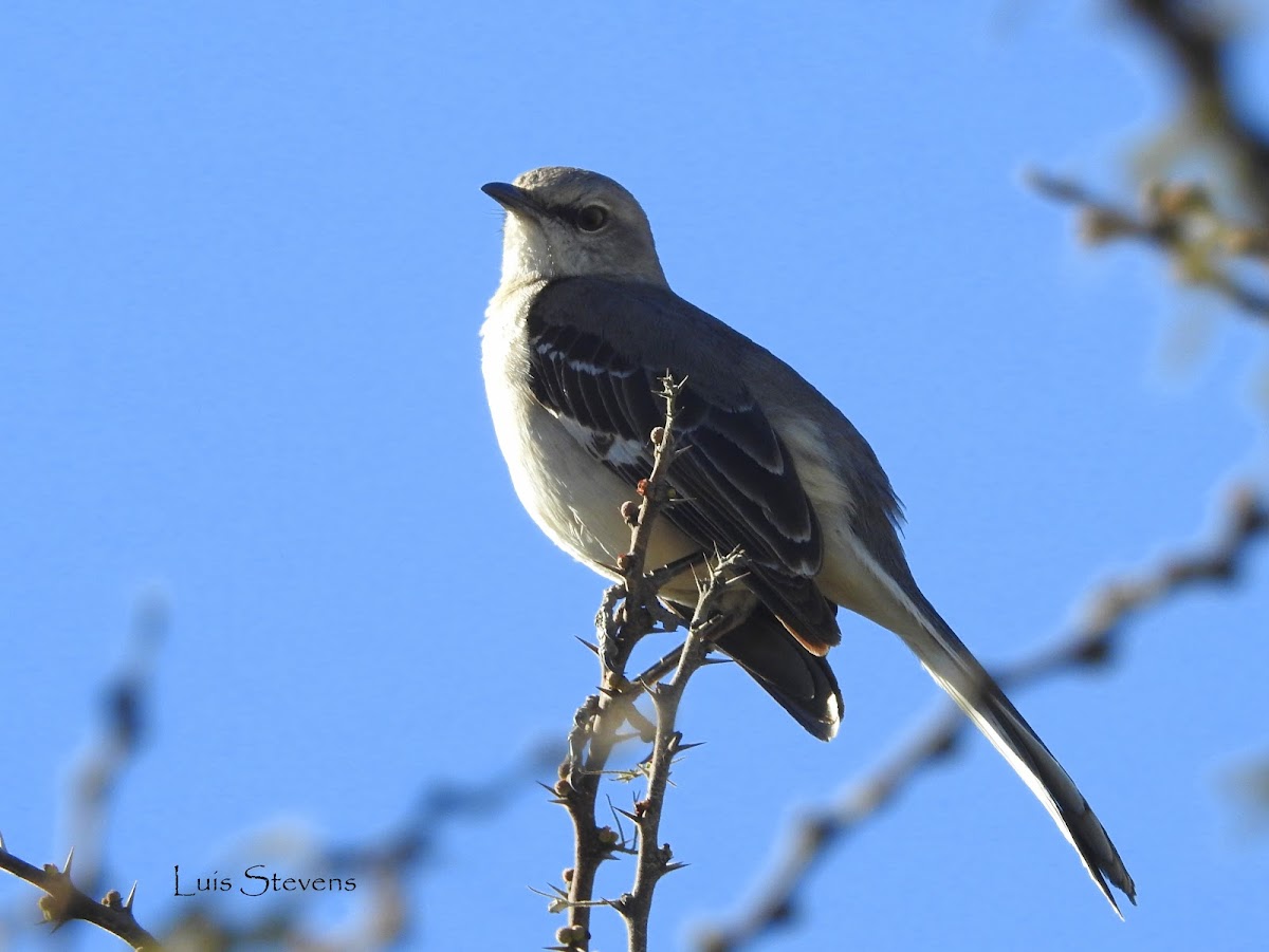 Northern mockingbird