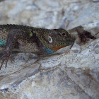 Mexican Emerald Spiny Lizard