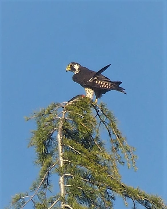 Peregrine Falcon