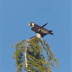 Peregrine Falcon