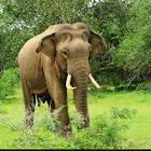 Sri lankan elephant