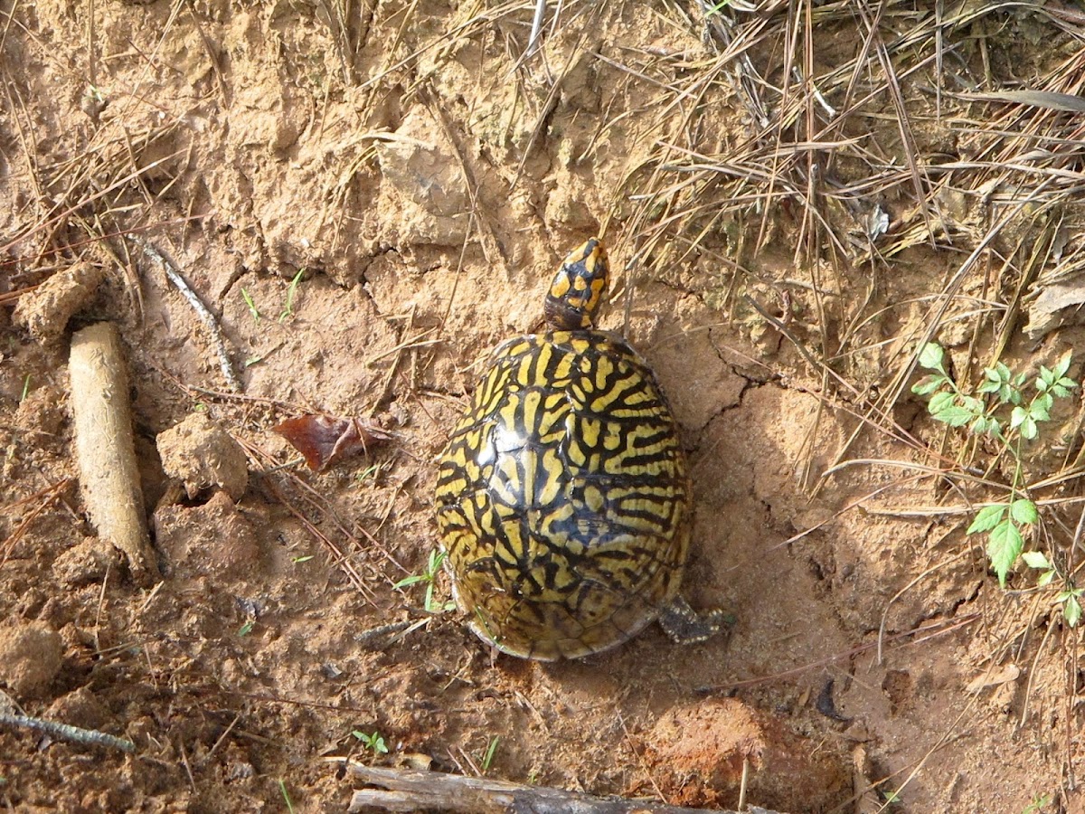 Eastern Box Turtle