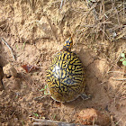 Eastern Box Turtle