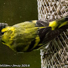 Siskin