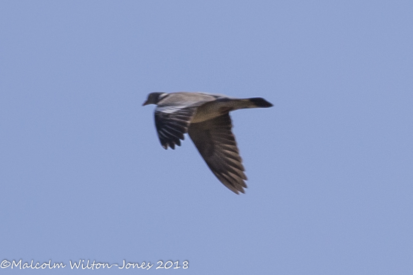 Woodpigeon; Paloma Torcaz