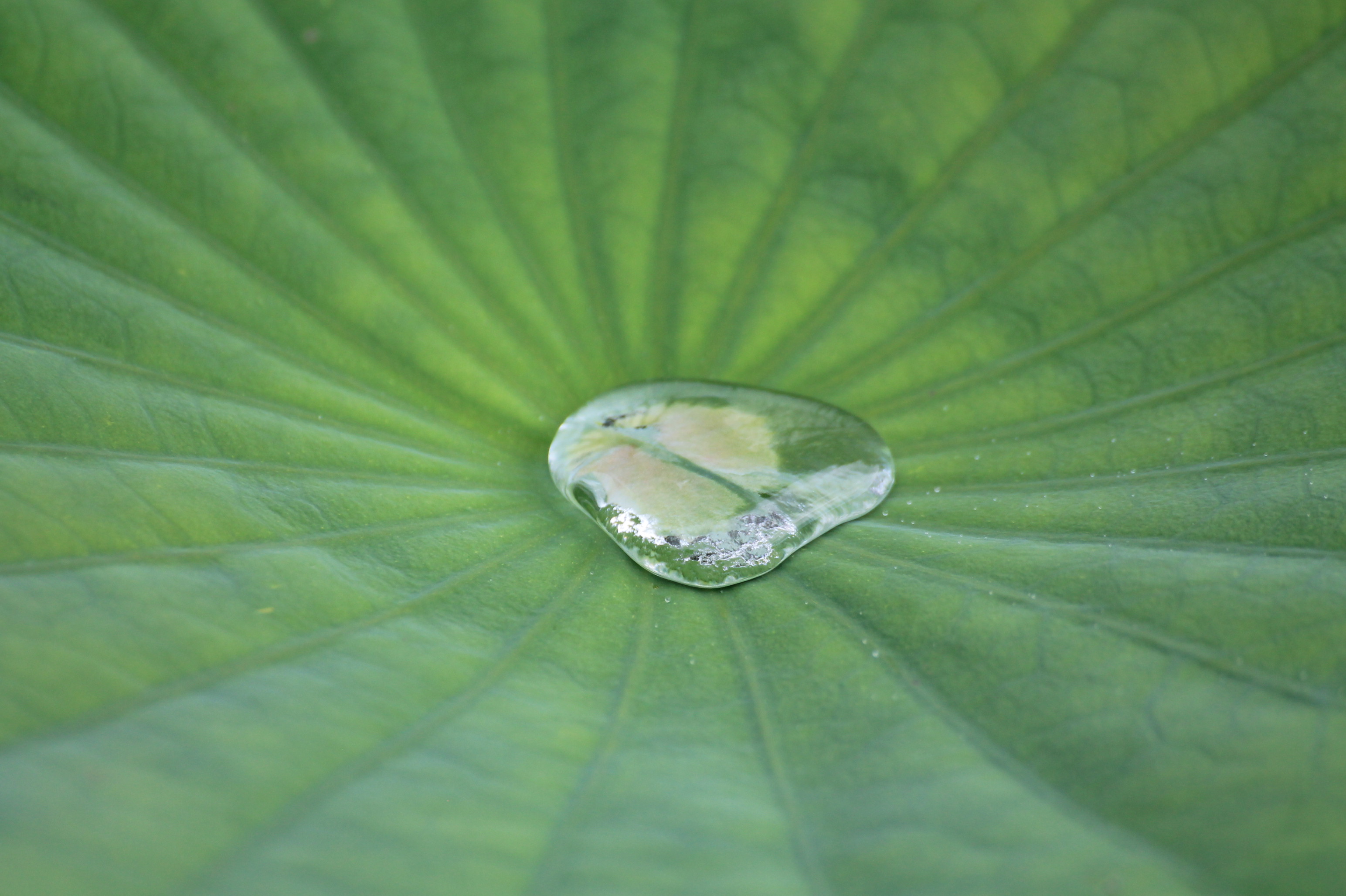 fascino di una goccia d'acqua  di beatrice_verga