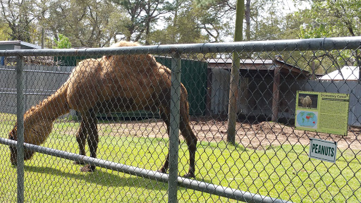 Dromedary Camel