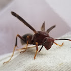 Black and red paper wasp