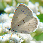 Spring Azure