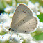 Spring Azure