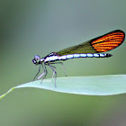 Damselfly