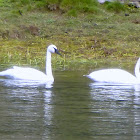 Trumpeter Swan