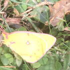 Orange Sulphur Butterfly