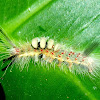 Tussock Moth caterpillar