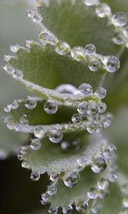 Dew Wallpaper(圖2)-速報App