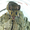 white-footed mouse