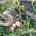 Beach mushroom