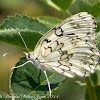 Esper's Marbled White