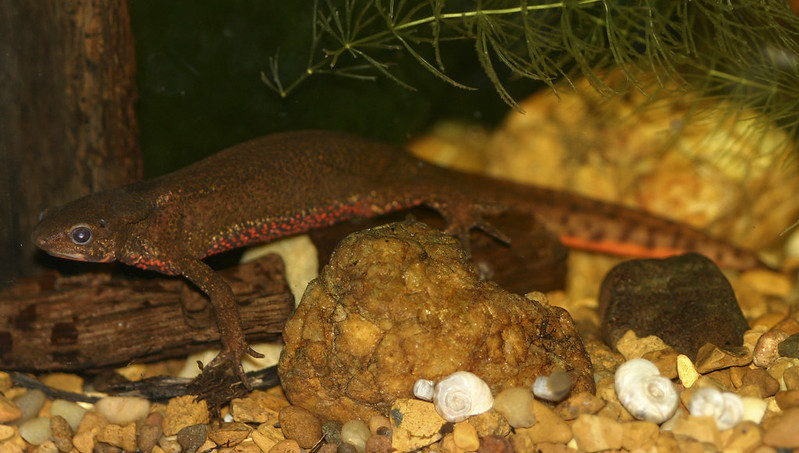 Fire belly newt