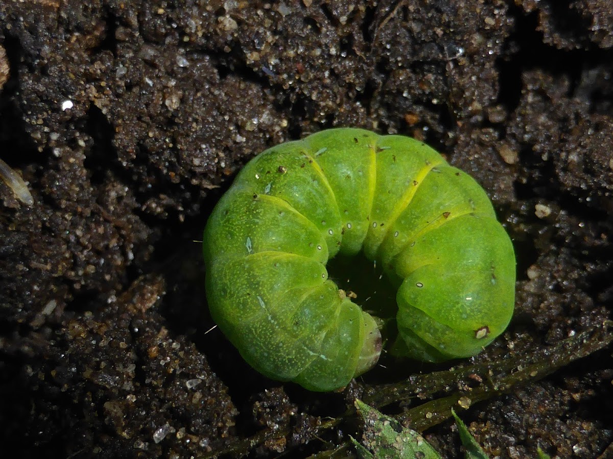 The Cobbler Moth Caterpillar