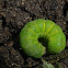 The Cobbler Moth Caterpillar