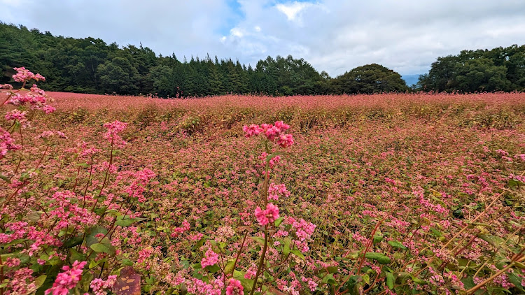 の投稿画像5枚目