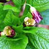 Henbane bell