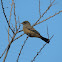 Say's Phoebe