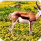 Item logo image for Springbok