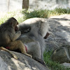 Baboon